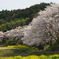 中後閑の桜並木