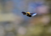 クマバチの飛翔