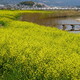 大和川　春の風景