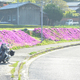 霞の芝桜