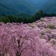 天空の桜