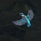Kingfisher blue
