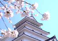 鶴ヶ城と桜！
