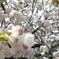 八重桜　ほぼ満開