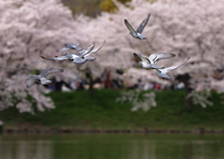 花見鳥（飛翔）