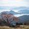 峠の桜