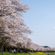 桜堤