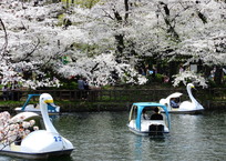 井の頭公園の桜とスワンボート