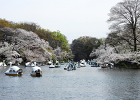 井の頭公園の桜風景