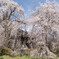 安養寺の桜