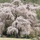 北小倉の枝垂れ桜