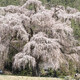 北小倉の枝垂れ桜