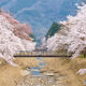 倉町野の桜