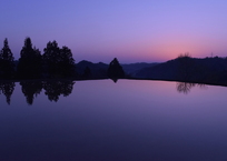 夜明けの水田