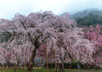 桜雨