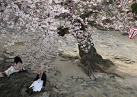 桜の樹の下で