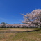天満大池公園の桜並木１