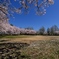天満大池公園の桜並木２