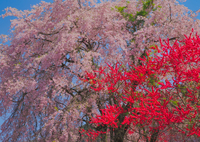桜と花桃の共演