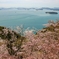 桜と瀬戸大橋遠景