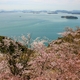 桜と瀬戸大橋遠景