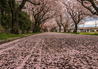 廃線跡の桜