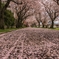 廃線跡の桜