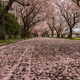 廃線跡の桜