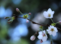 桜・染井吉野