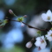 桜・染井吉野