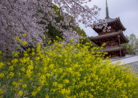 西国寺の春