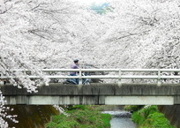 西の橋の桜