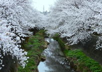 吉方橋の桜