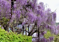 お隣さんに咲く藤の花