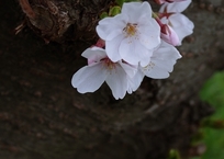 はじまりの桜