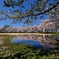 天満大池公園桜並木の水鏡１