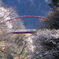 桜と赤い橋