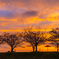 おの桜づつみ回廊 夕景 2