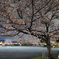 嵐山の夜桜 #1