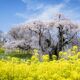 三春滝桜