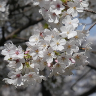 新河岸川の桜(8)