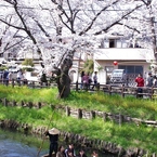 春の新河岸川を花見船が行く(1)