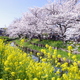 満開の菜の花と桜(1)