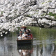 春の新河岸川を花見船が行く(3)