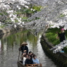 春の新河岸川を花見船が行く(4)