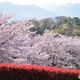 今年の桜は短かった気がする・・