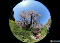 雲ひとつない空の下の三春滝桜