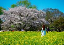 菜の花と桜と女性