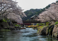 桜のある風景