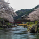 桜のある風景